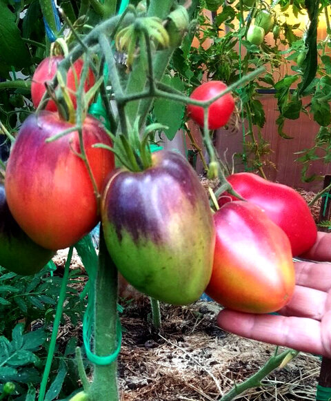 Сержант Паскаль