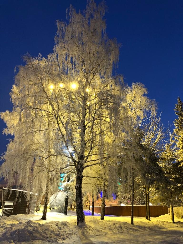 Природа украсила деревья⛄