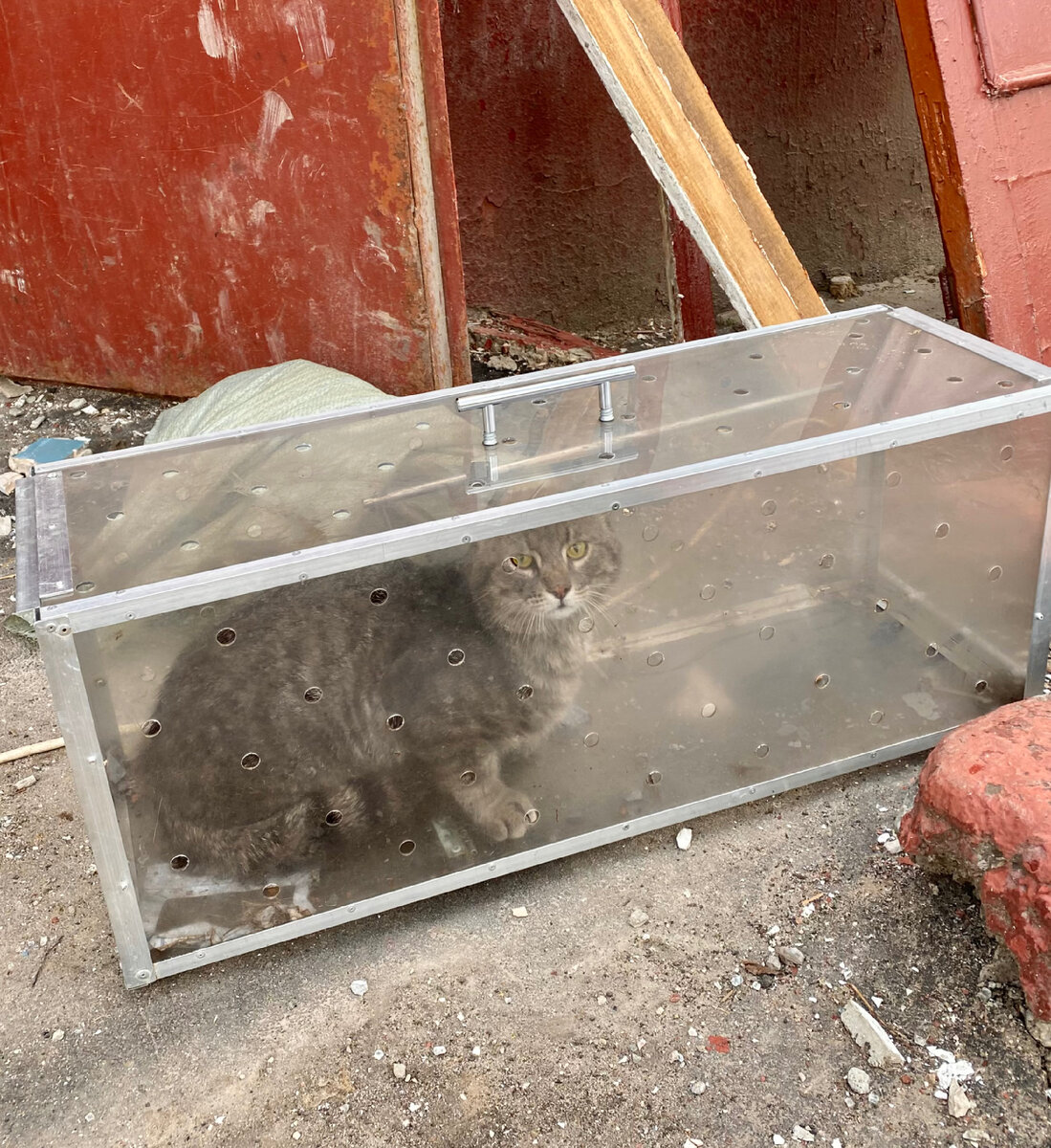Фонд защиты городских животных уже не первый год эвакуирует кошек из сносимых домов по программе реновации