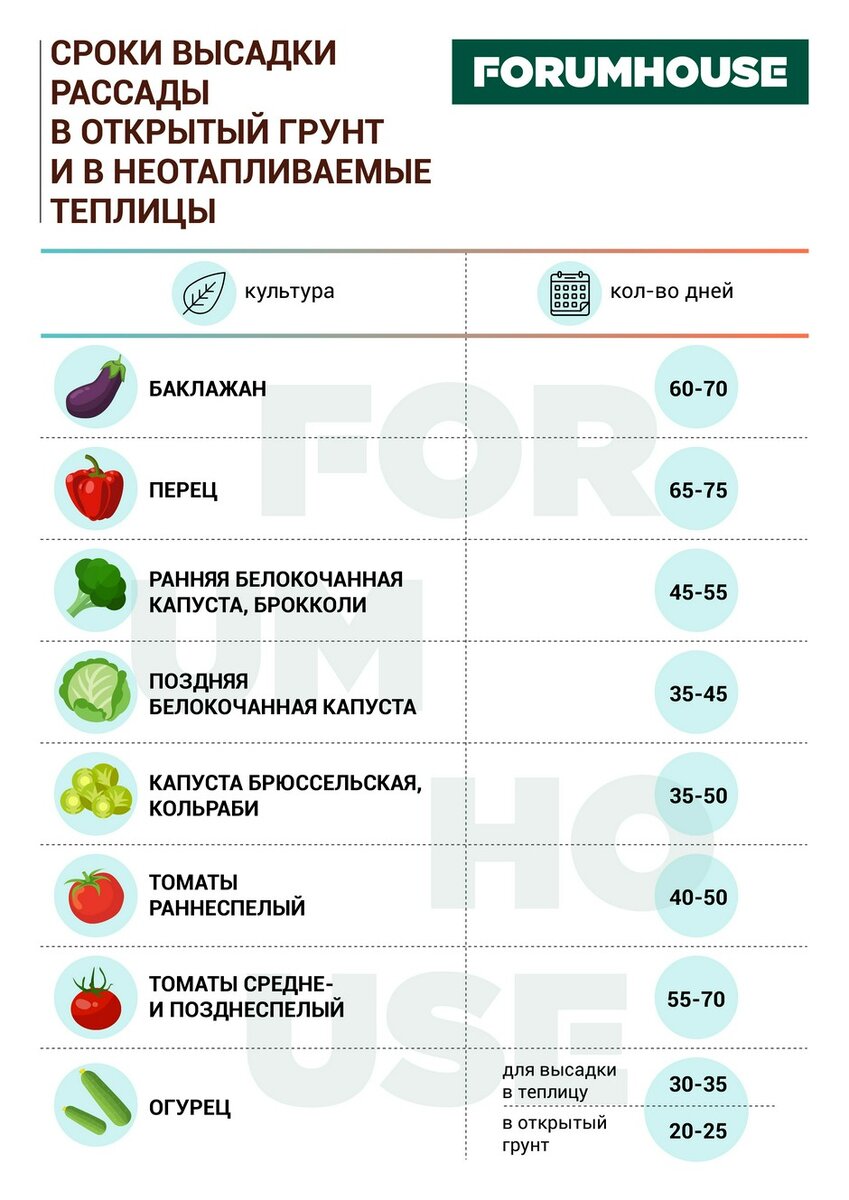 Возраст рассады для высадки в грунт таблица