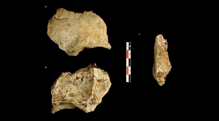   Sarah Freidline et al. / Research Square, 2023