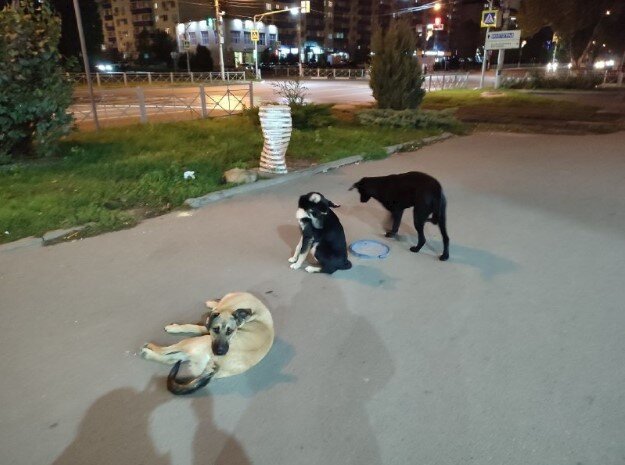      В Волжской городской Думе обсудили автохлам и безнадзорных животных
