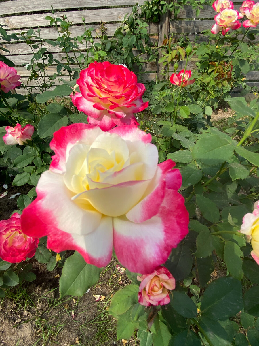 На фото роза  «Двойное удовольствие». Для тех кто не присмотрелся к ней в прошлой раз. 