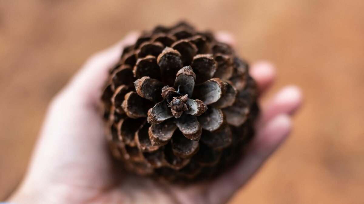     Подготовка посевного материала — одно из важных направлений в работе лесного хозяйства региона. По итогам 2022 года Хабаровский край является лидером по выращиванию посадочного материала в Дальневосточном федеральном округе. За прошлый сезон в крае было выращено 26 млн сеянцев.