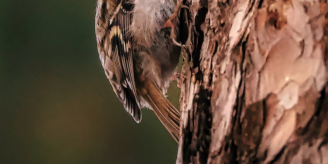 Наблюдаем за птицами зимой. Покровское-Стрешнево (Москва).