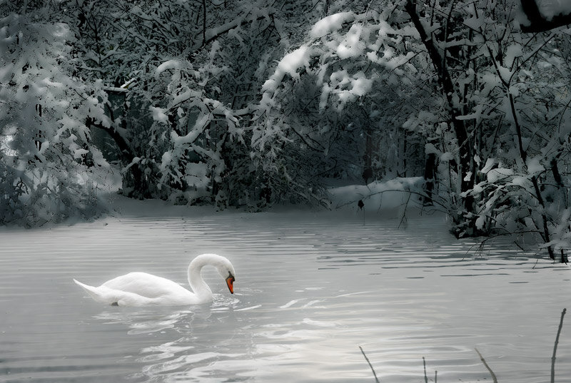 Картинка из открытого доступа 