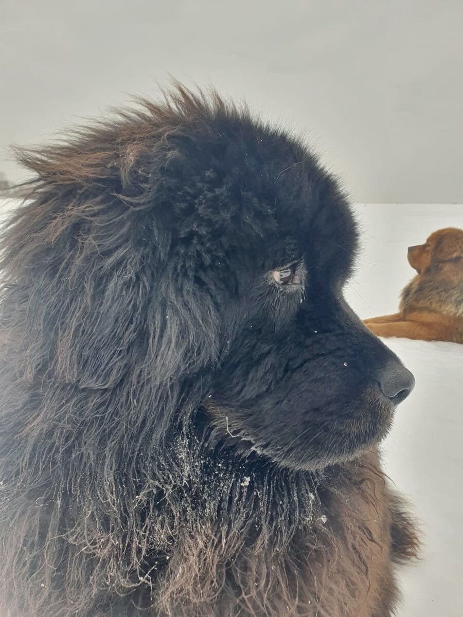 Два сфинкса