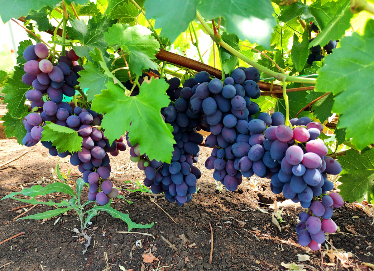 Для тех, кто знаком с выращиванием винограда, такой вопрос, на первый взгляд, покажется странным. Но ответ на него интересует многих.