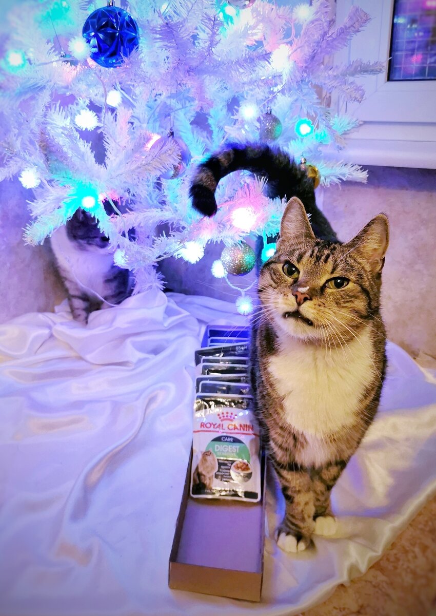 © ВСЕ ОТТЕНКИ КОШАЧЬЕГО. Делимся улыбкой и радостью Рутика, который получил подарок! ✨Дэвид в этот момент увлёкся гирляндой 😸 Подарок от Ирины С. (заказ №125925). 🎁