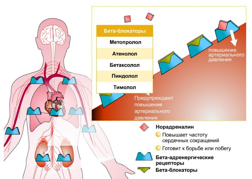 Бетта блокаторы. Бета-адреноблокаторы препараты механизм действия. Бета блокаторы механизм действия. Средства бета блокаторы механизм действия. Б блокаторы механизм действия.