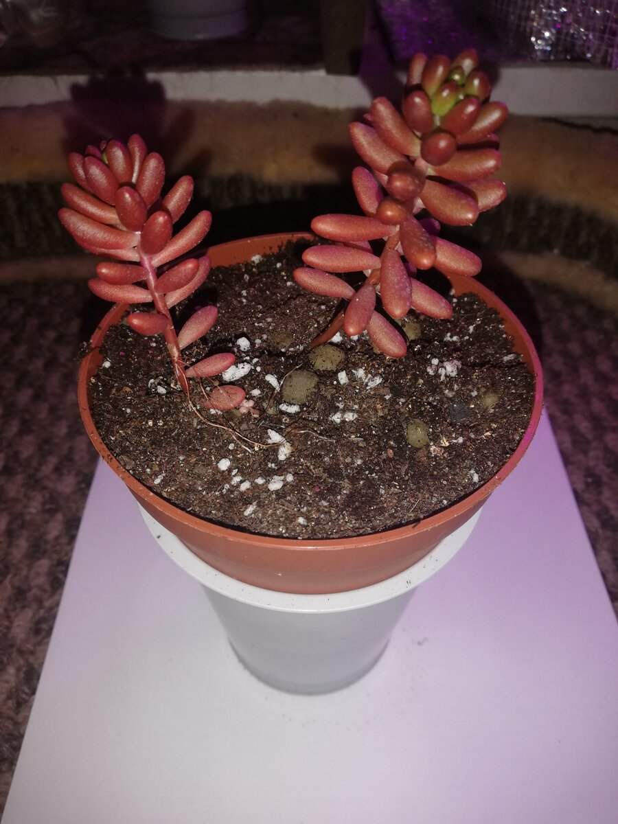 Два маленьких саженца  Sedum Rubrotinctum Cv. Aurora