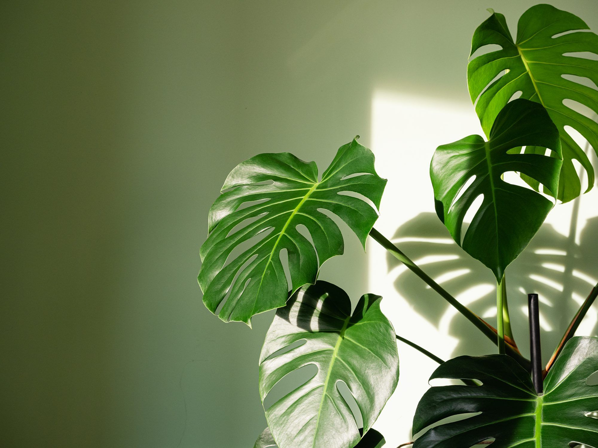 Viele Menschen lieben Monstera wegen seines ursprünglichen und unprätentiösen Aussehens. Die Pflanze lässt sich leicht dekorieren