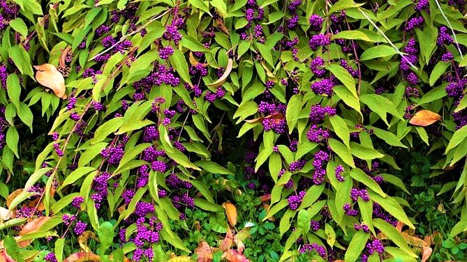Эффектный кустарник красивый даже зимой! | GardenLife | Дзен