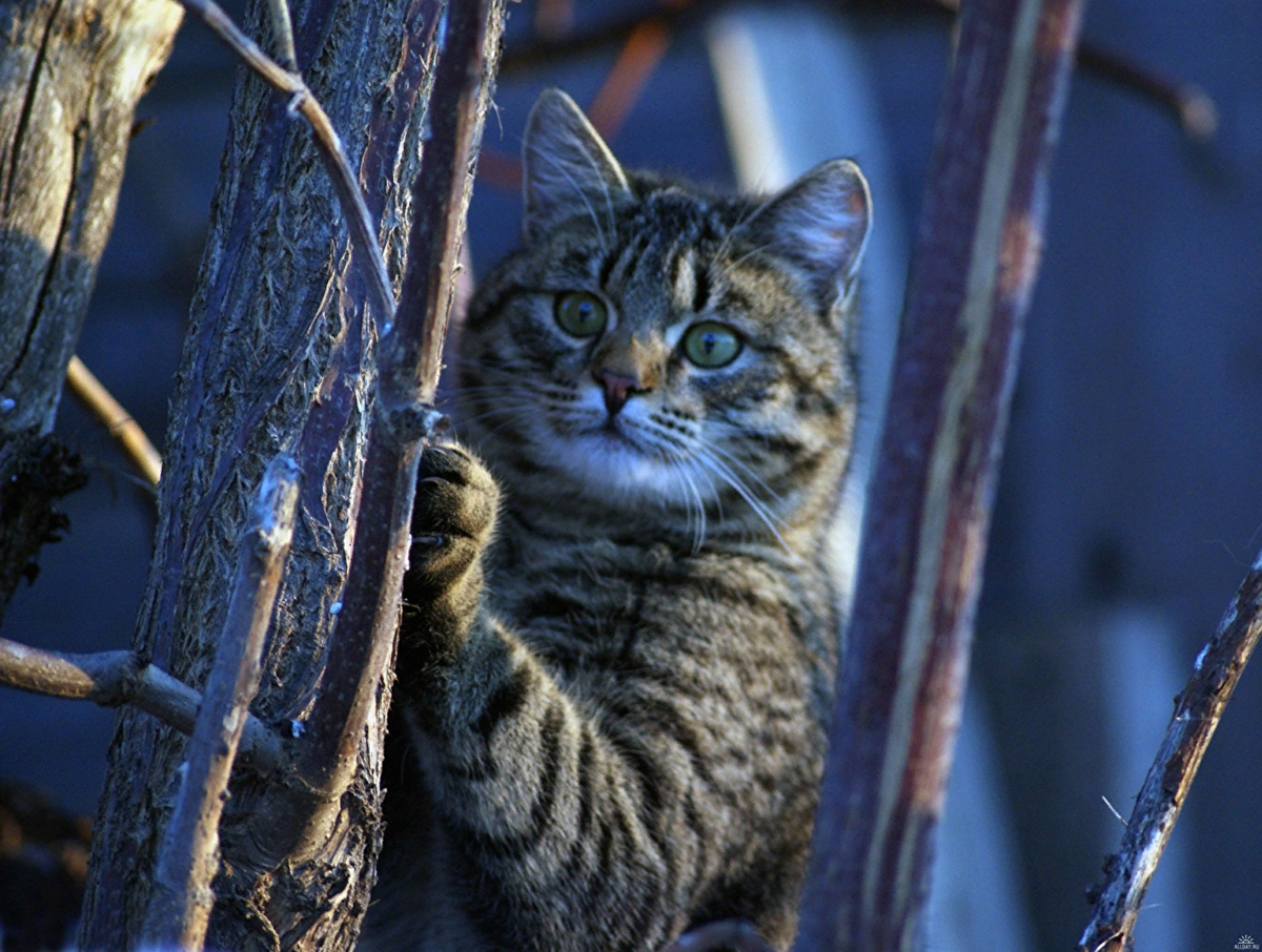 КОТ В ДОМЕ ХОЗЯИН. | Татьяна Супельняк | Дзен