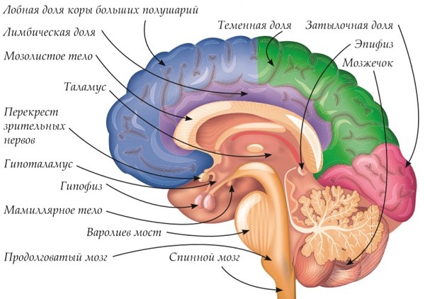 Мозг в разрезе