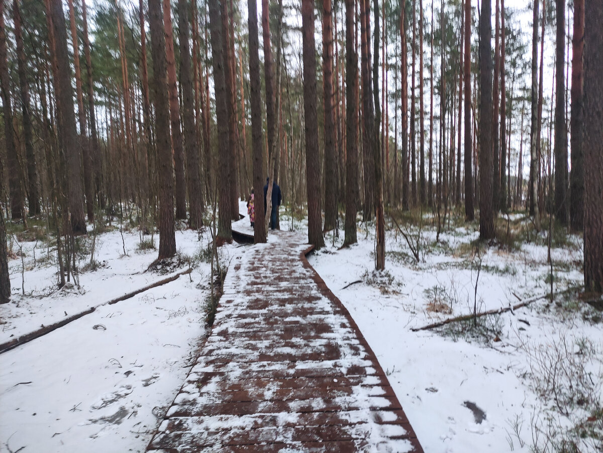 Эко-тропа Сестрорецкое болото зимой