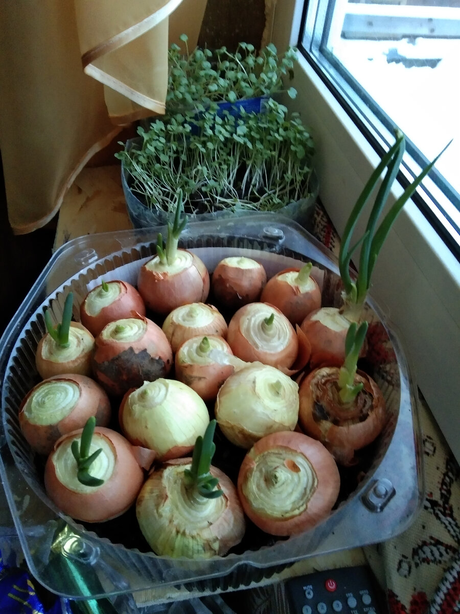 Отрастает купленный в магазине лук.