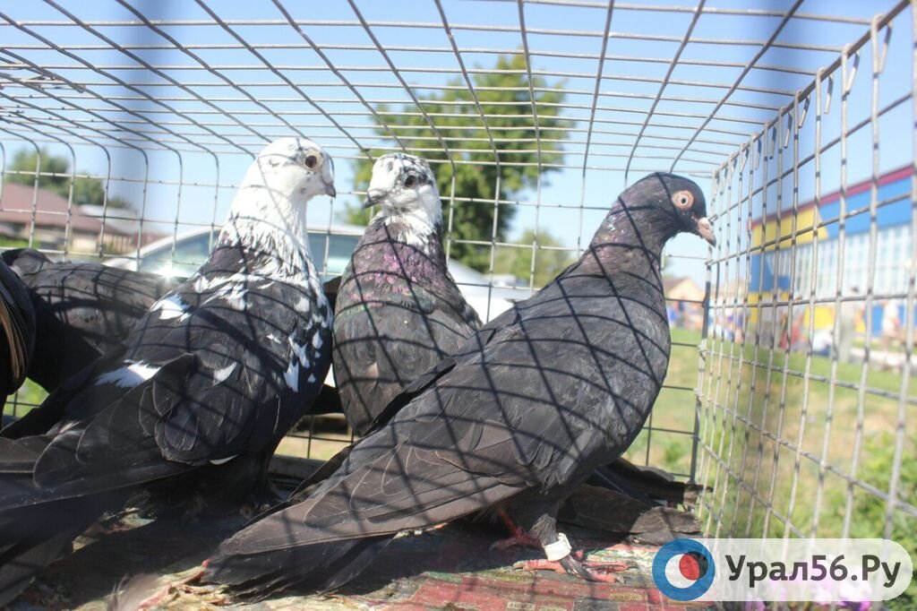    Громко кричат и хлопают крыльями: В Оренбургском районе суд запретил голубям летать