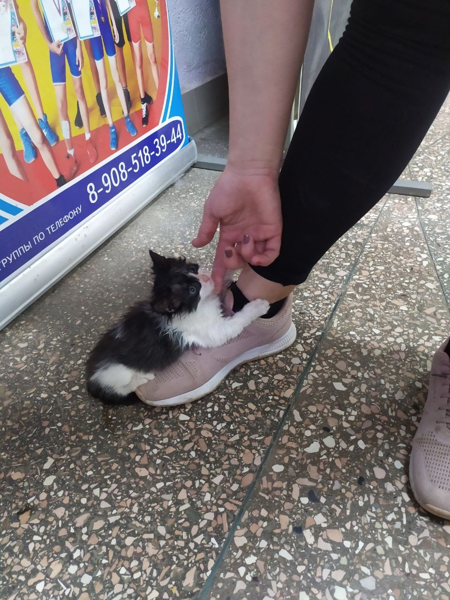Тот самый котик 🐱 