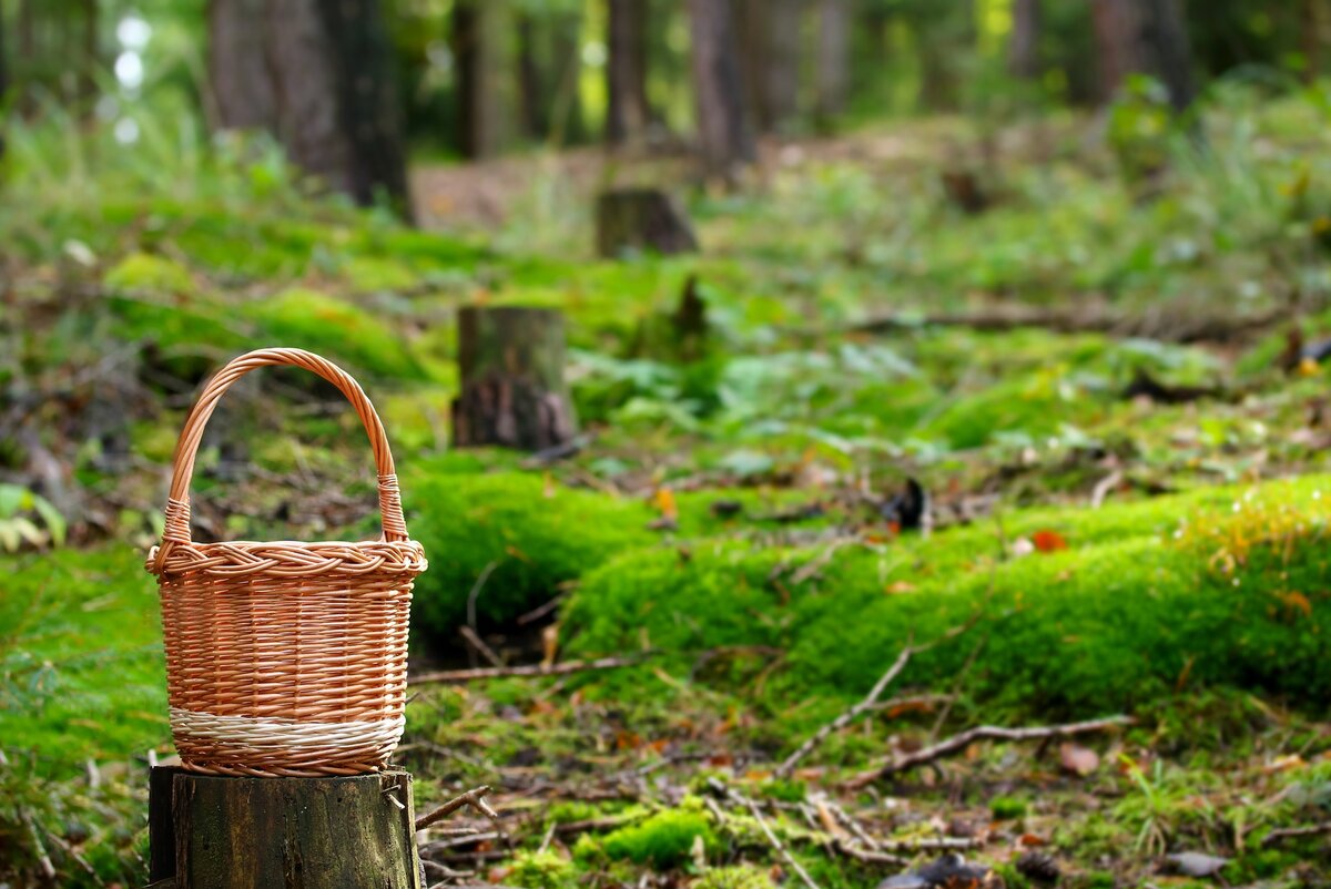    Обычно нижегородцы отправляются в леса не раньше начала лета.Фото: pixabay.com