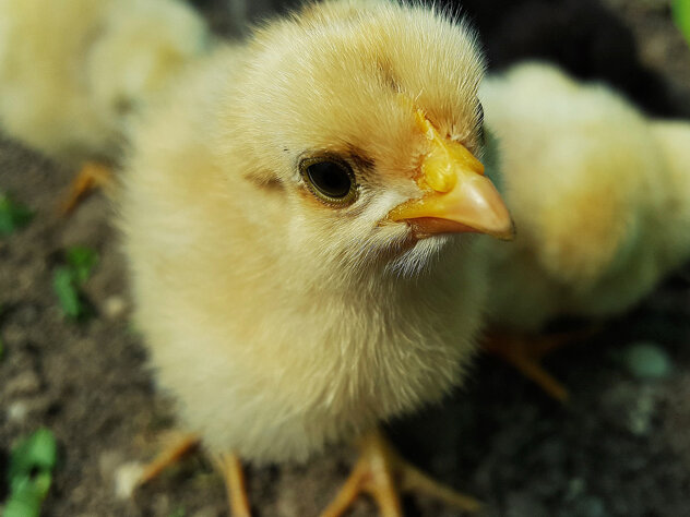 Ни в чем не повинный цыплёнок.