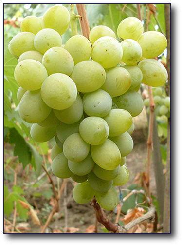 г.ф. Серебряный Юбилей.