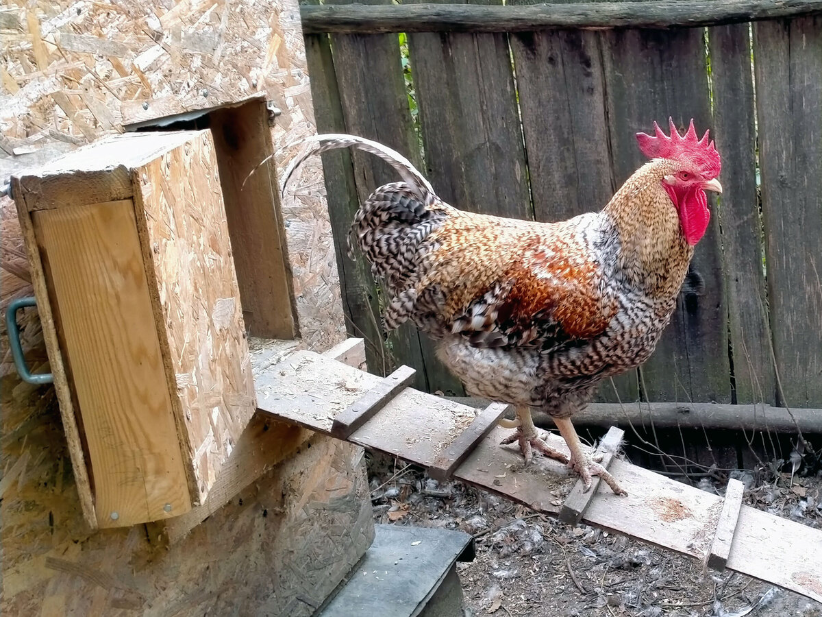 Самый мой красивый петух курами не совсем интересовался