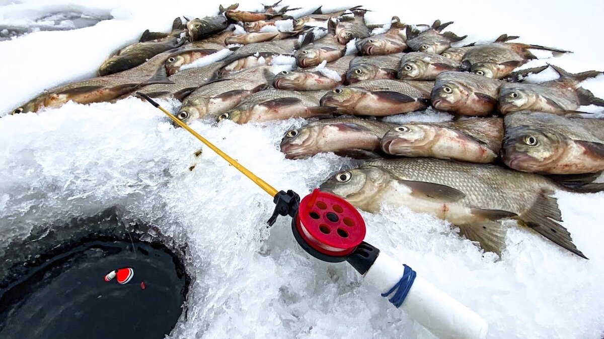 Где зимой ловят рыбу. Зимняя рыбалка рыба в лунке. Рыбалка в Десногорске зимой со льда. Зимняя рыбалка лунка. Лунка рыбалка зимой.