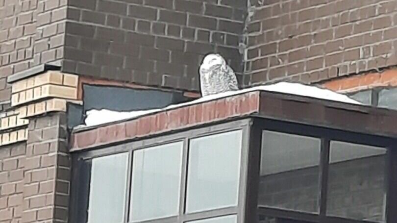     В паблике «ЧС Тюмень» опубликовали фотографию совы, которая уже не первый день неподвижно сидит на крыше дома по улице Харьковской, 68.