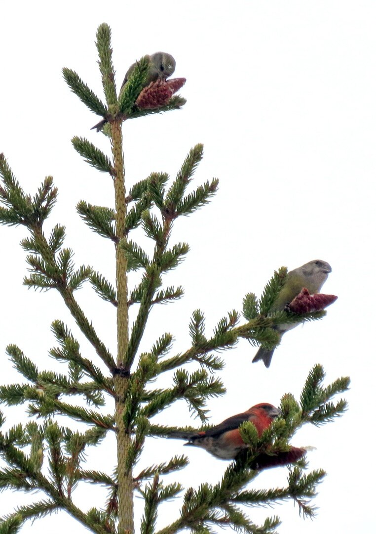 ���������� �����������: �������� �������� ������� ������ ��� ���?