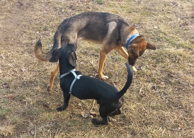 Сириус и Диего. Фото из архива автора