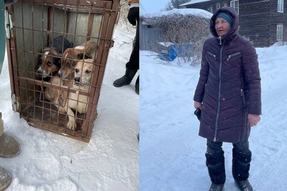     В Новосибирске задержали пенсионерку, которая развела дома полсотни псов. Анна ПАШАГИНА