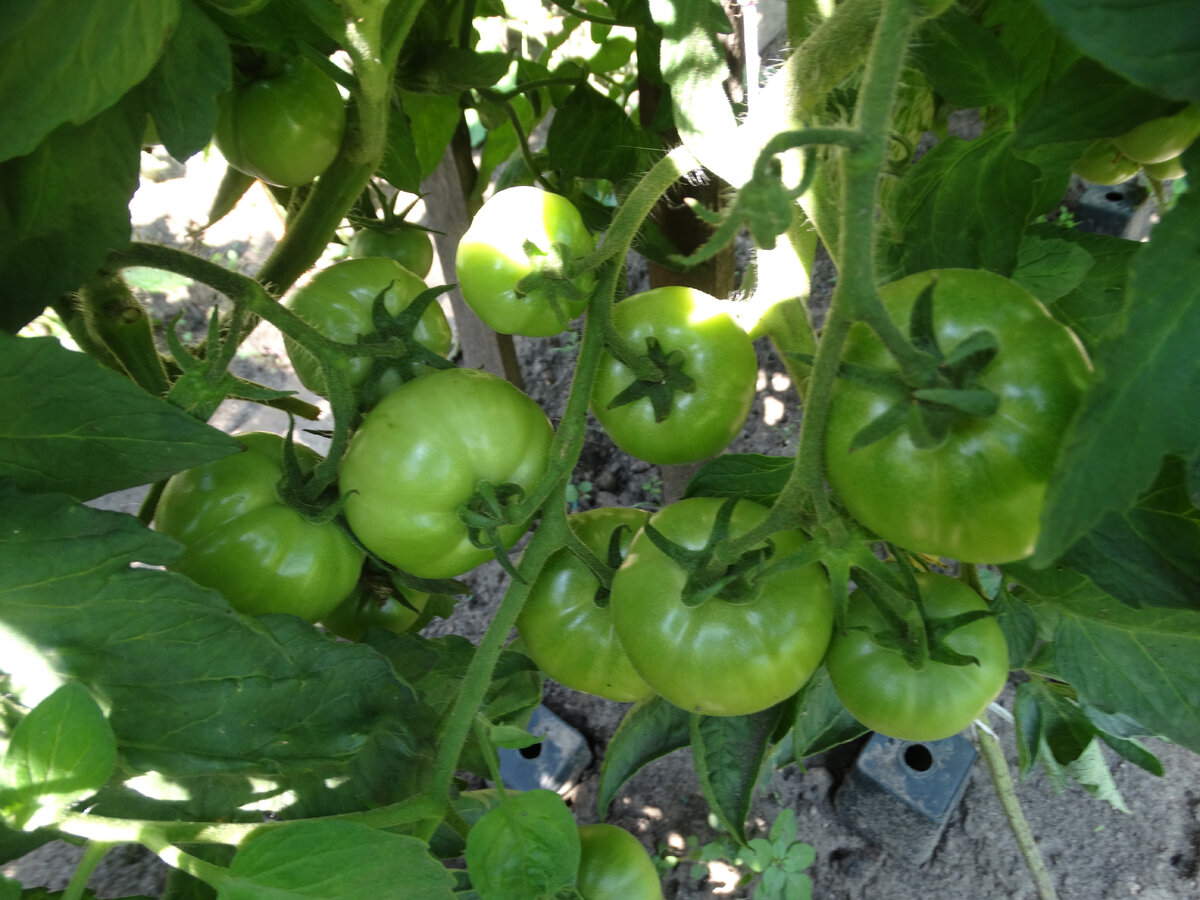 Это тот самый гибрид. Его выращивали в два-три ствола, на которых было очень много плодов.