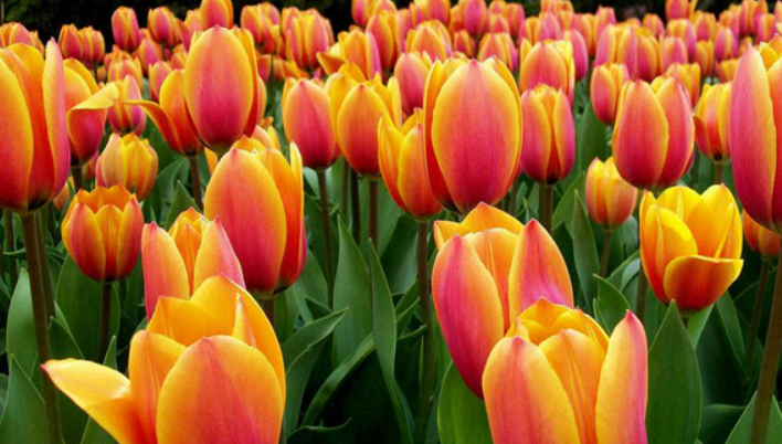 ТЮЛЬПАН WORLD FAVOURITE