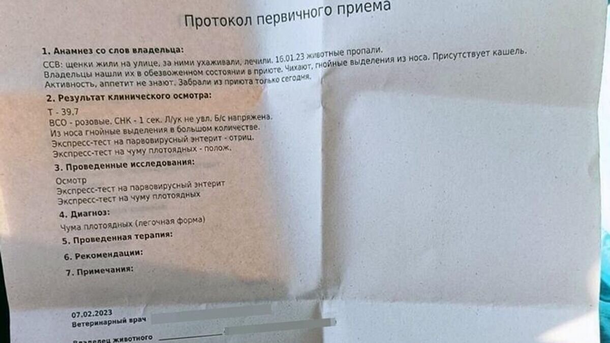    Заключение ветеринара после осмотра щенков© Фото предоставлено Олесей Ахмеровой