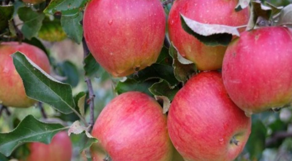 Саженцы яблони «слава приморья»