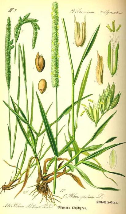 Ботаническое описание