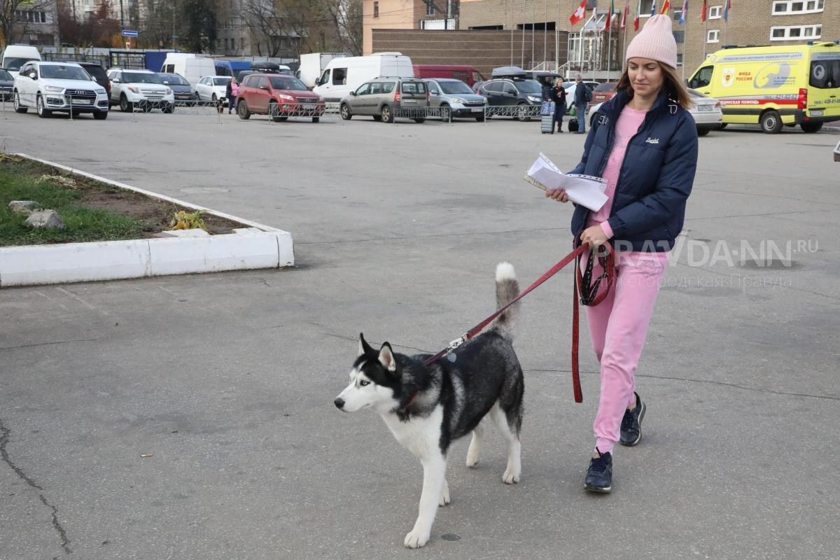    Объем экскрементов собак может составлять до 4 млн тонн ежегодно Арина Полтанова