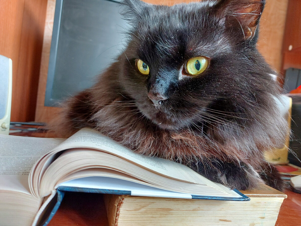 А это кот Бегемот- соавтор и лицо канала,большой любитель сказок и вообще, арт- терапии