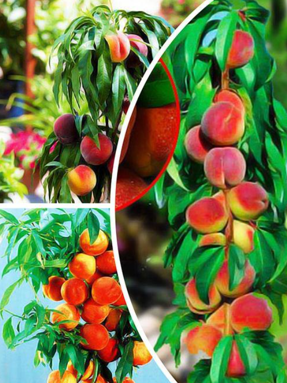 Самые зимостойкие новые сорта персиков. Выдерживают морозы до -32 - 40°.Подходят для Урала и Сибири, Подмосковья и Ленинградской области.