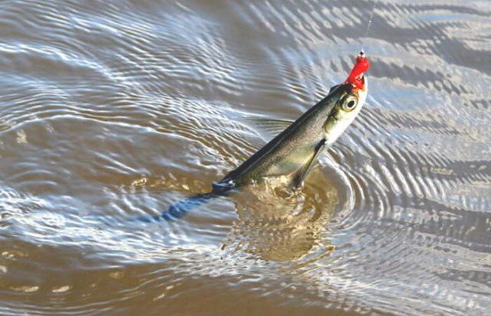 Ловля чехони на красную нить. Как правильно организовать ловлю ...