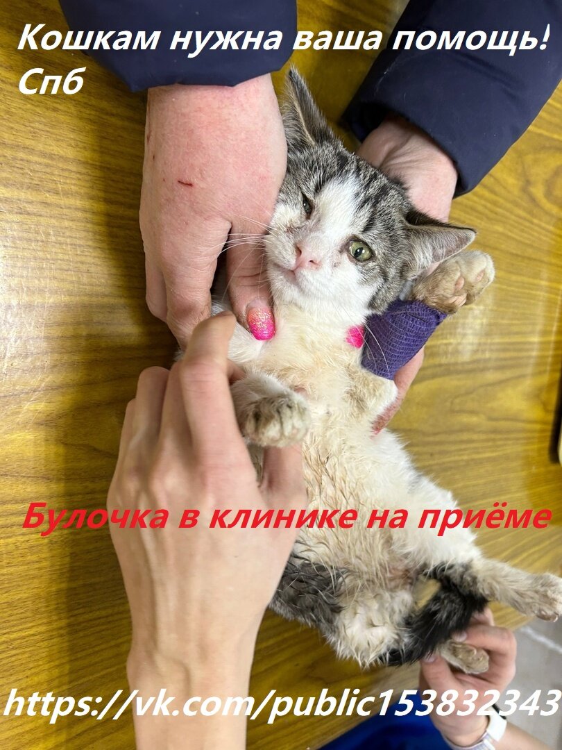 Булочка на осмотре в Алмавет. На фото видно, что глазки "текут"