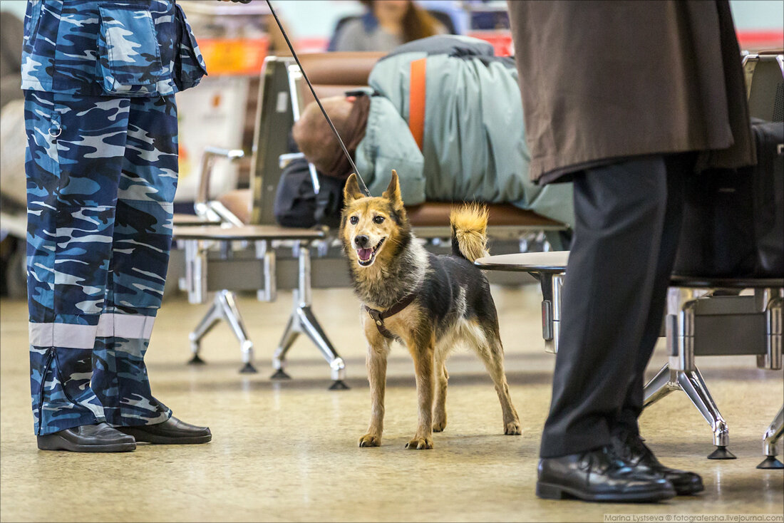 Шалайка на работе (фото https://fotografersha.livejournal.com/1043824.html)