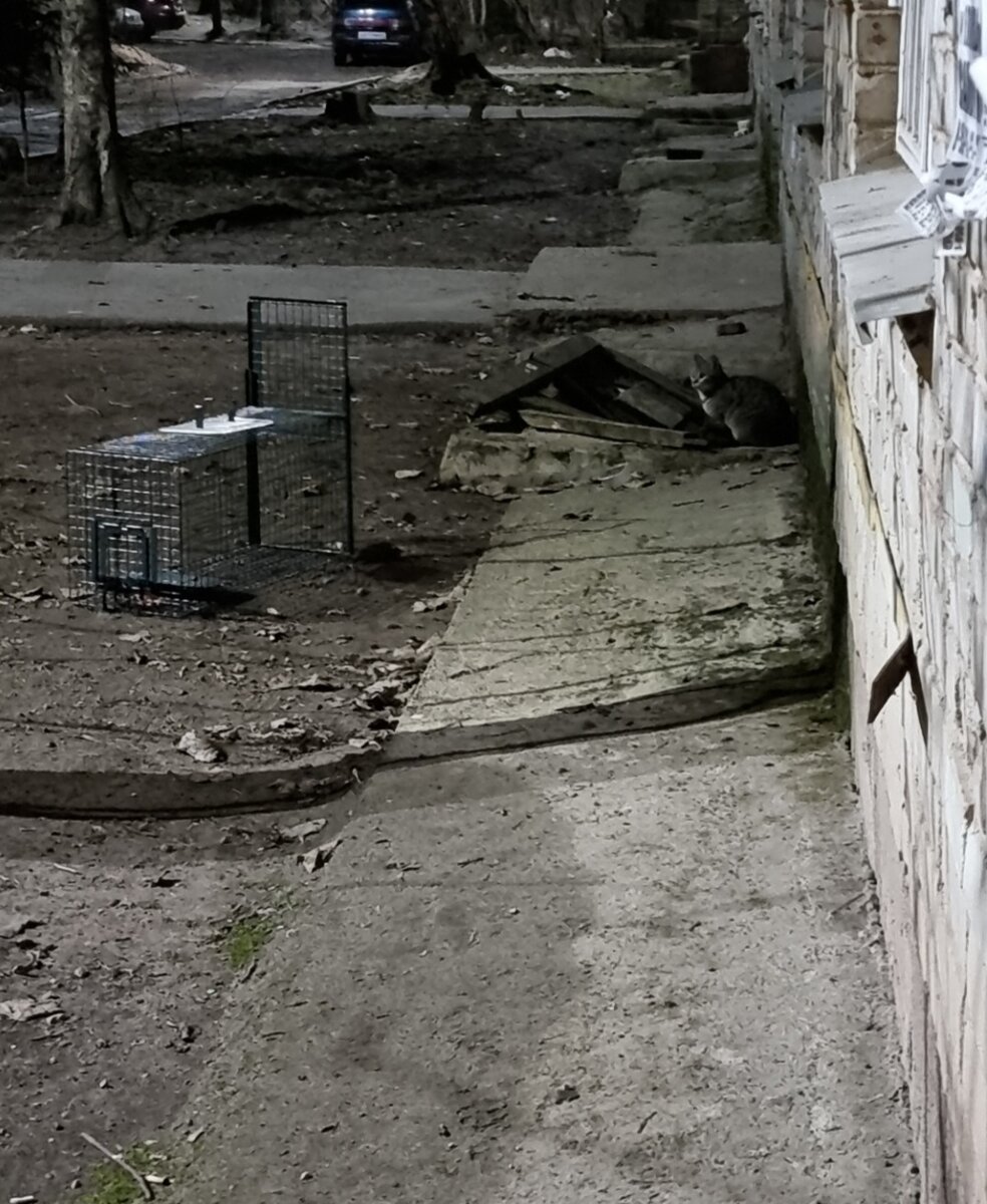 Ночью вылавливала Недотрогу. 