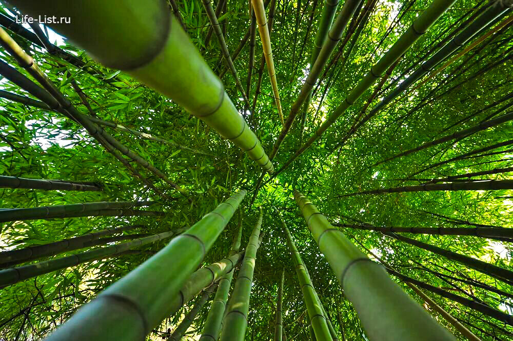 Недавно началось цветении бамбука мадаке в парке Дендрарий.⠀  Почему столько внимания к этому событию? Дело в том, что бамбук цветет один раз за свою жизнь! А потом, как и агава, погибает.