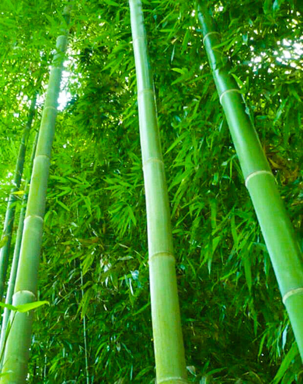 Недавно началось цветении бамбука мадаке в парке Дендрарий.⠀  Почему столько внимания к этому событию? Дело в том, что бамбук цветет один раз за свою жизнь! А потом, как и агава, погибает.-2