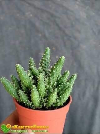 ЧЕРЕНОК ОПУНЦИЯ ТУНА (OPUNTIA TUNA F. MONSTRUOSA). стоимость - 99р. заказать можно на нашем сайте Кактусёнок. РФ