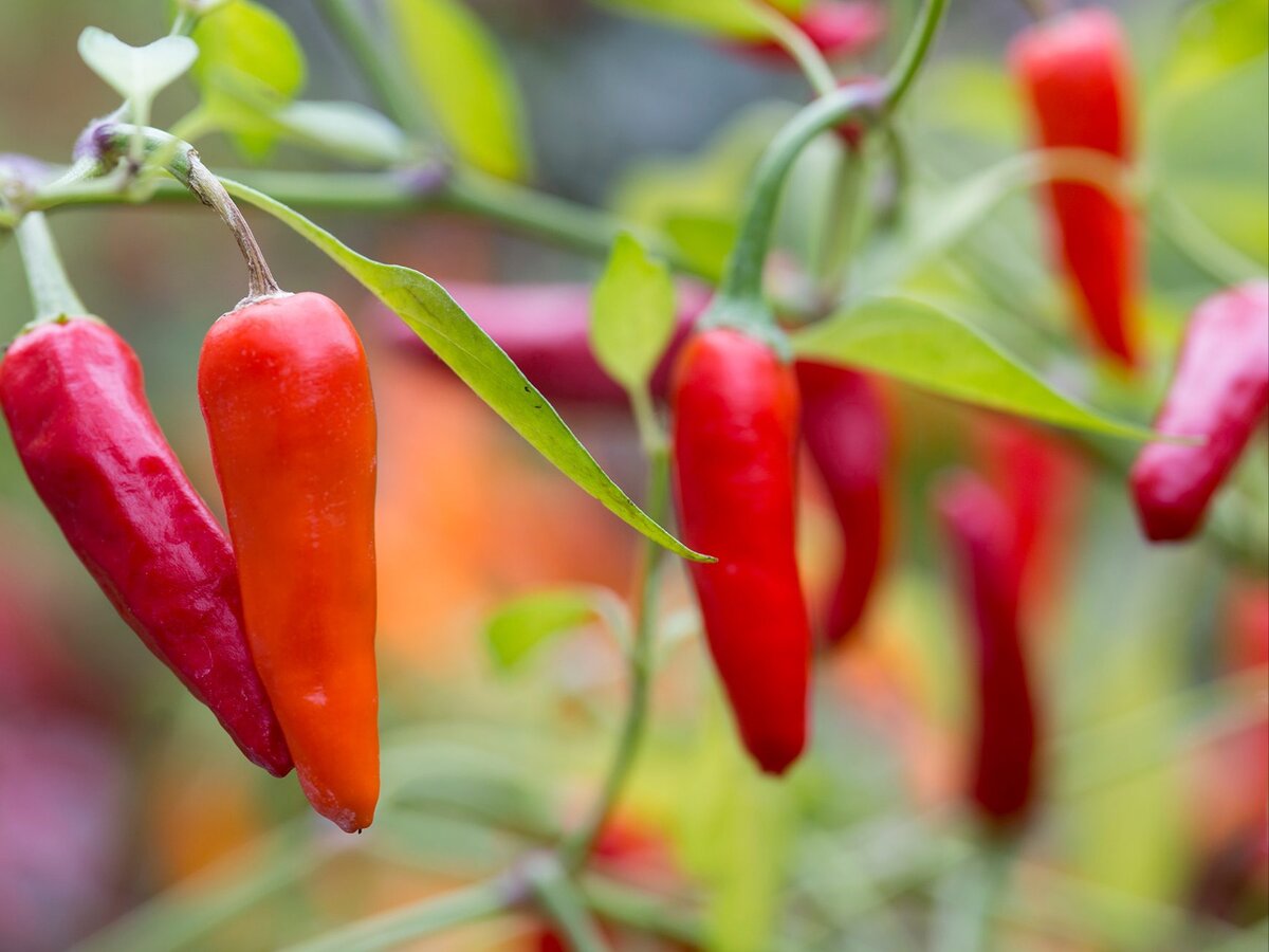 Перец острый чудо. Plant Chili Peppers. Habanero White Bullet Chilli. Habanero White vegetation. Crystal Chili Pepper (001 CPEP.