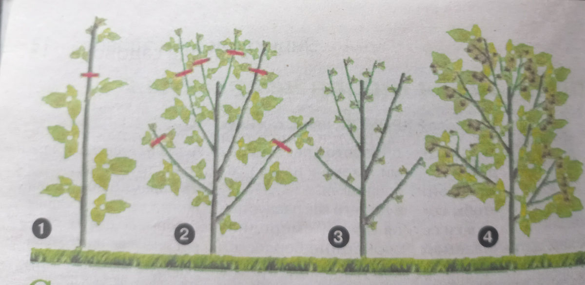 Фото1.Малиновое дерево