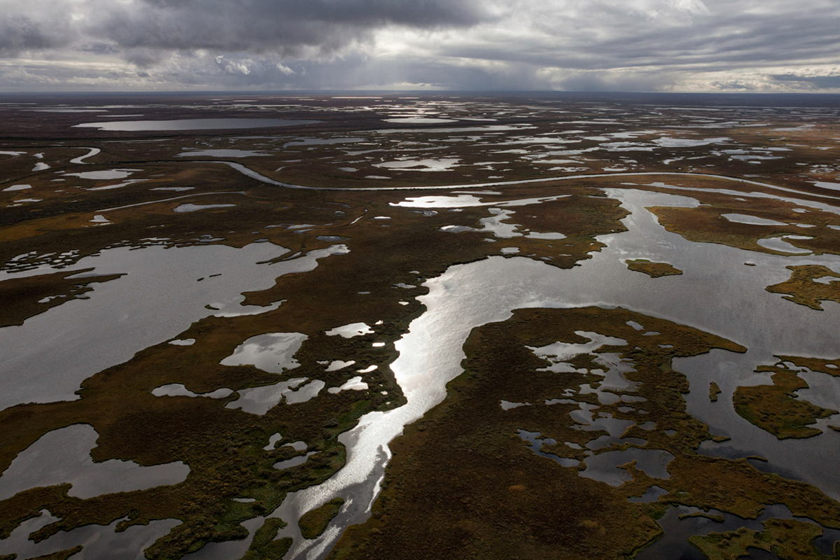 Арктические болота